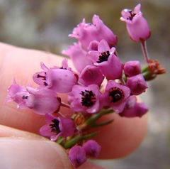 Erica lateralis