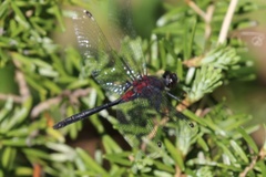 Leucorrhinia glacialis