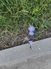 Cichorium intybus