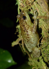 Cophyla grandis
