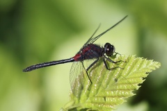 Leucorrhinia glacialis