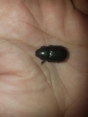 Dyscinetus