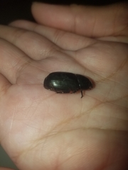 Dyscinetus