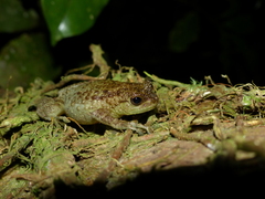 Cophyla grandis