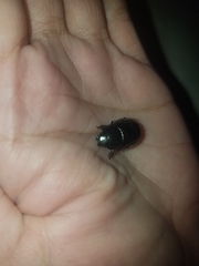 Dyscinetus