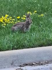 Sylvilagus floridanus