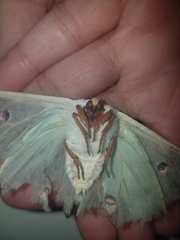 Actias luna
