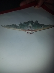Actias luna