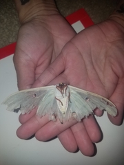 Actias luna