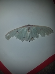Actias luna