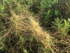 Cuscuta cephalanthi