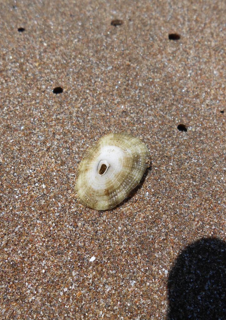 Patagonian Keyhole Limpet