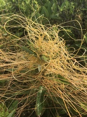 Cuscuta cephalanthi