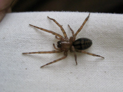 Callobius pictus