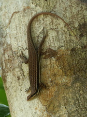 Trachylepis gravenhorstii
