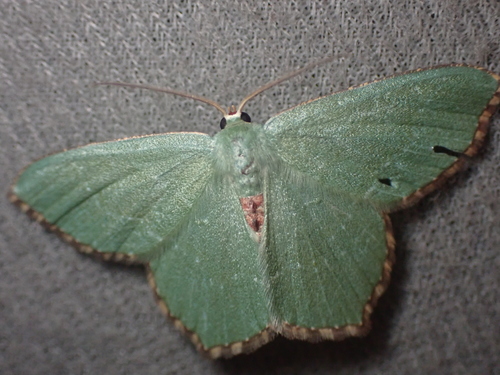 Common Emerald photo 6