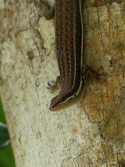 Trachylepis gravenhorstii