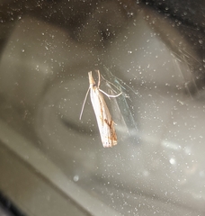 Crambus