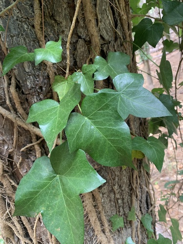 Hedera helix, 2021-07-11