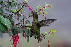 Sephanoides sephaniodes