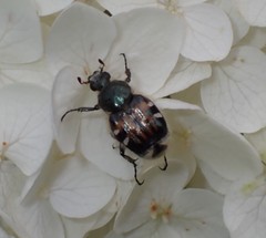 Trichiotinus affinis
