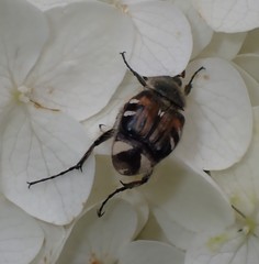 Trichiotinus affinis