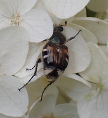 Trichiotinus affinis