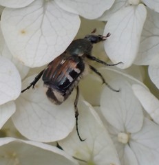 Trichiotinus affinis