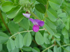 Vicia sativa nigra