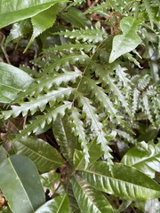 Sarcotoechia serrata