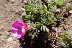 Oxalis heterophylla