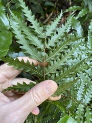 Sarcotoechia serrata