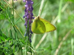 Colias interior