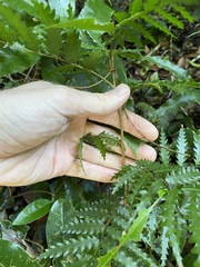 Sarcotoechia serrata