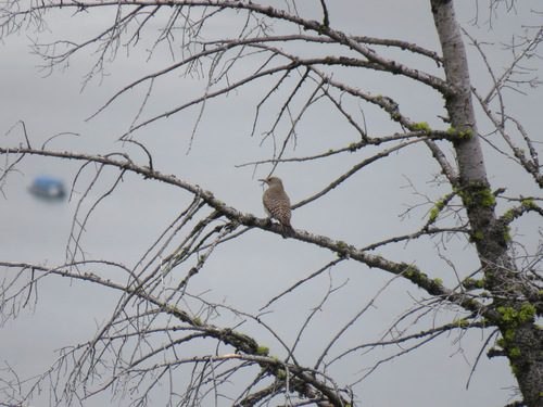 Northern Flicker