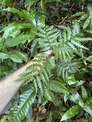 Sarcotoechia serrata