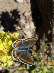 Plebejus fridayi