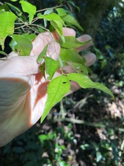 Uromyrtus tenella