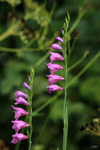 Gladiolus imbricatus L.