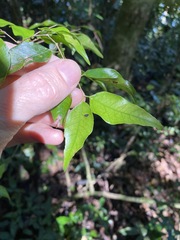Uromyrtus tenella