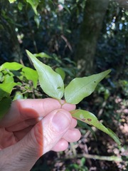 Uromyrtus tenella