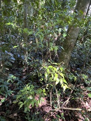 Uromyrtus tenella