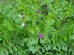 Vicia sativa nigra