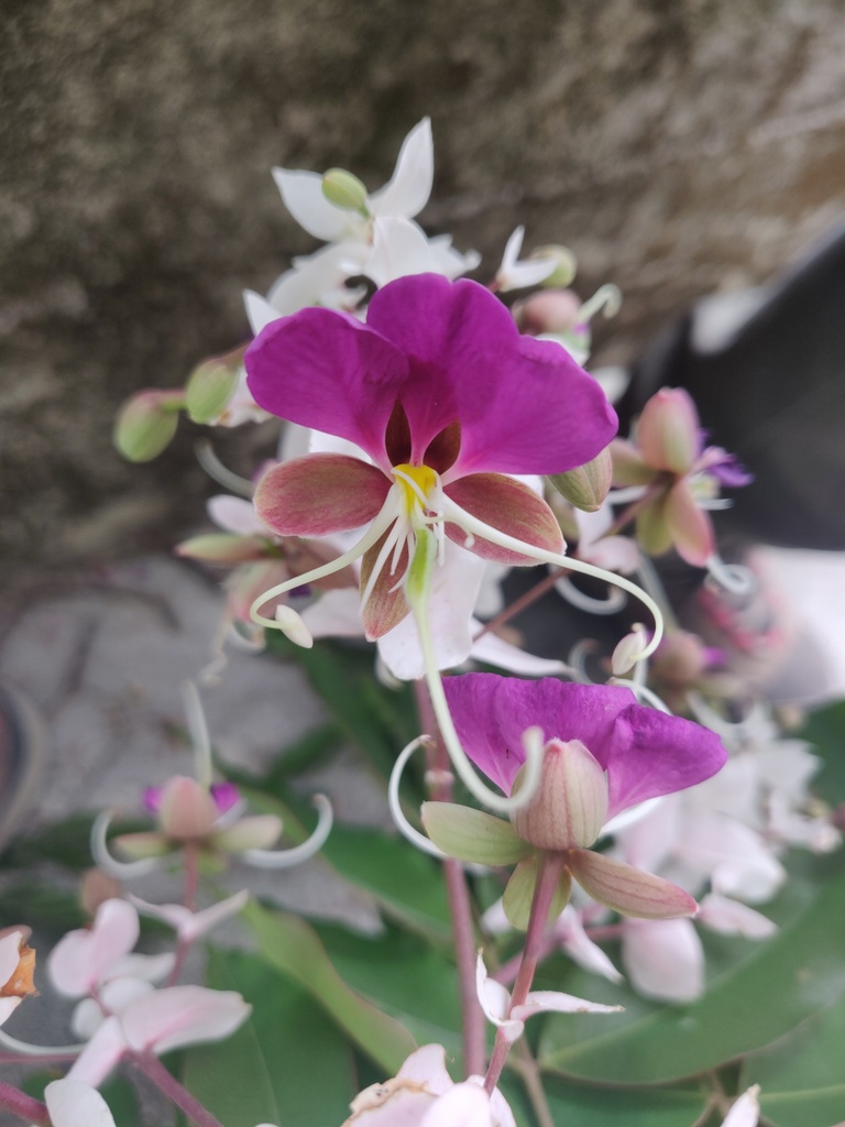 Lysidice brevicalyx (Lysidice brevicalyx)