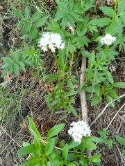 Valeriana capitata