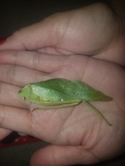 Stilpnochlora couloniana