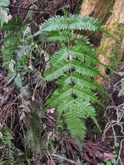 Pteris terminalis