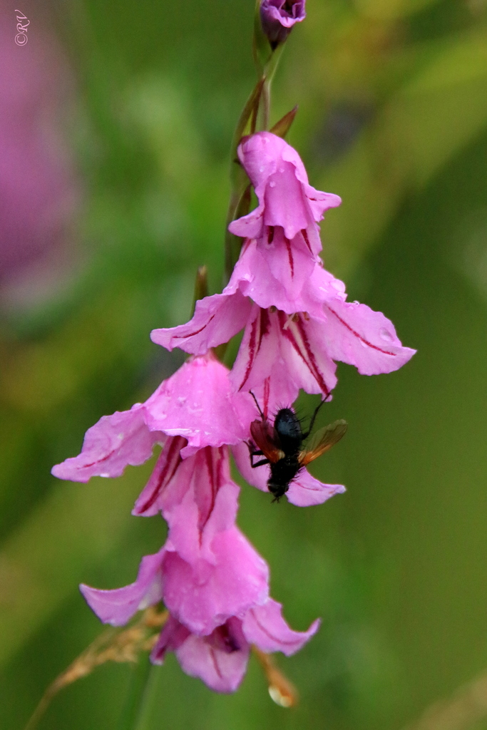 European Gladioli
