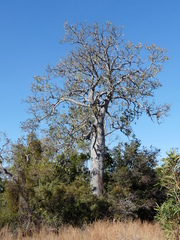 Brachychiton australis