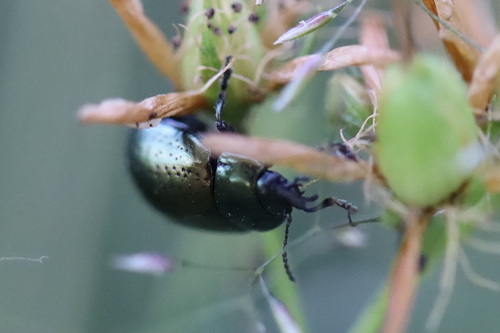 Saint John's Wort Beetle photo 6